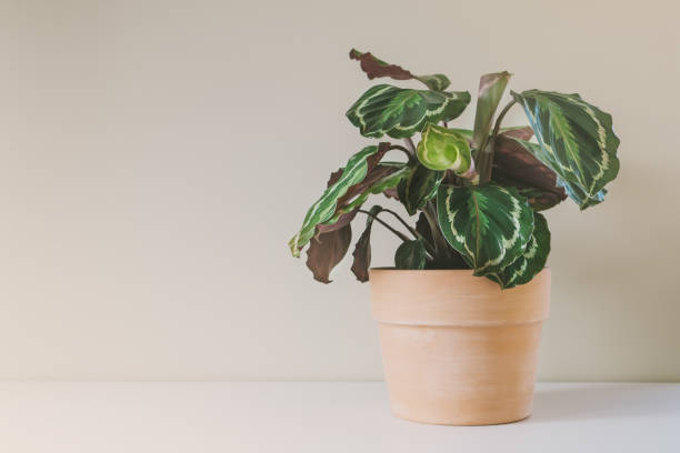 istock Flower of Calathea Medallion. 1302175165