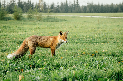 Wild red fox in the field in the evening. Animal in nature habitat, in green environment.