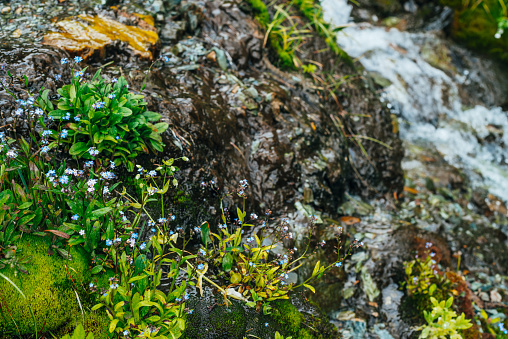 Scenic background with clear spring water stream among thick moss and lush vegetation. Mountain creek on mossy slope with fresh greenery and many small flowers. Colorful backdrop of rich alpine flora.