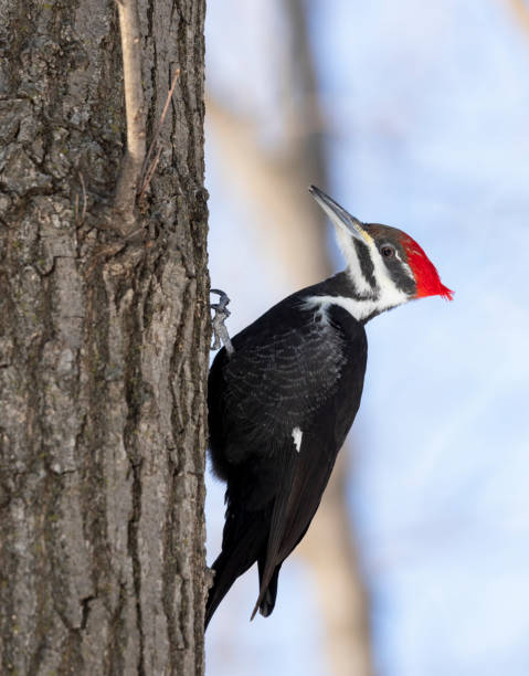 pica-pau empilhado - pileated woodpecker animal beak bird - fotografias e filmes do acervo