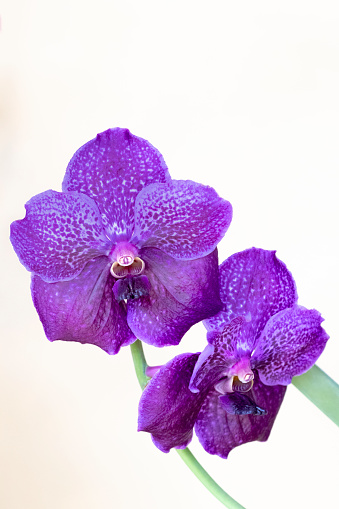 Close up of a blue vanda orchid plant