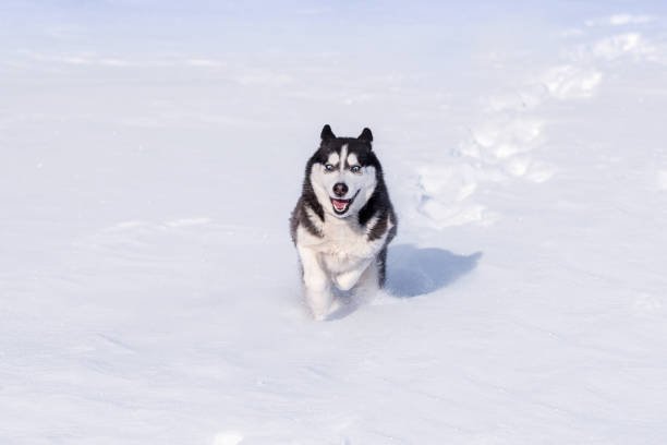 istock Siberian Husky conquers snowdrifts. 1302183622