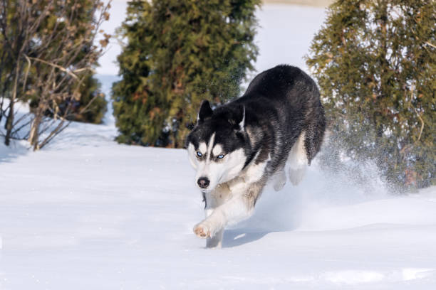 istock Siberian Husky conquers snowdrifts. 1302183623