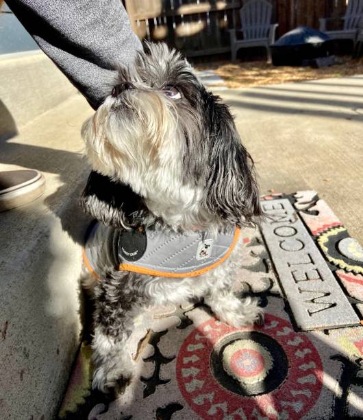 istock Happy Shih Tzu 1302186915