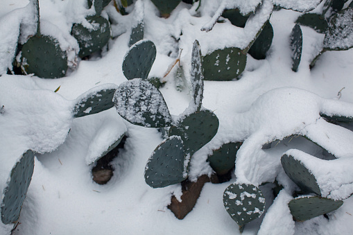 City after a bad weather: snowfall and blizzard. Everything is covered with snow. Cacti with thorns are littered with deep snow. Morning. December 17, 2020. NYC. Brooklyn. Bay Ridge. New York. USA