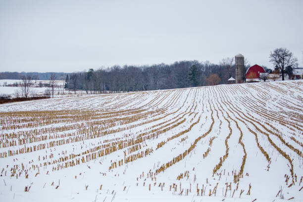 terreni agricoli del wisconsin centrale con raccolto di mais raccolto a gennaio - corn snow field winter foto e immagini stock