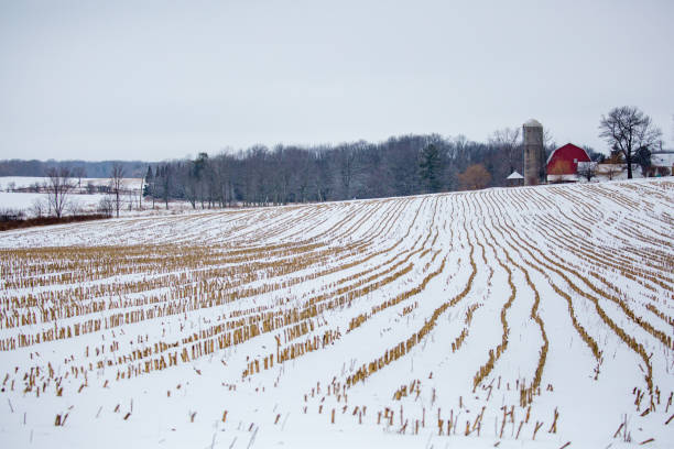 1월에 수확한 옥수수 작물이 있는 위스콘신 중부 농지 - corn snow field winter 뉴스 사진 이미지