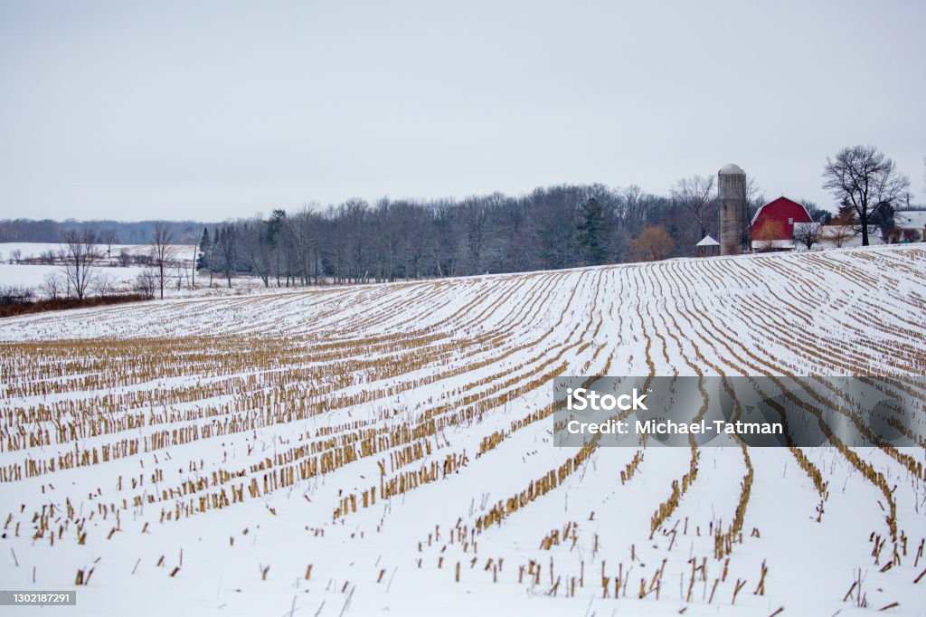 Central Wisconsin farmland with corn crop harvested in January Central Wisconsin farmland with corn crop harvested in January, horizontal Winter Stock Photo