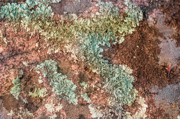 istock Grungy surface old granite stone, varied lichen and moss on surface stone, outdoor environmental impact. 1302189652