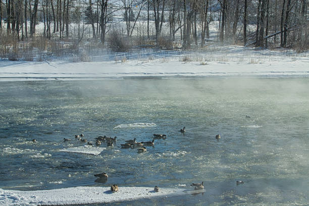 Winter Waterfowl in Icy Bow River Gaggle of geese, goldeneye and mallard ducks ruddy turnstone stock pictures, royalty-free photos & images