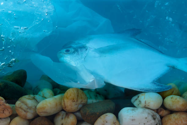 istock Disposal of waste into water sources, such as plastic bags, is non-biodegradable, causing pollution and is harmful to aquatic animals. 1302190542
