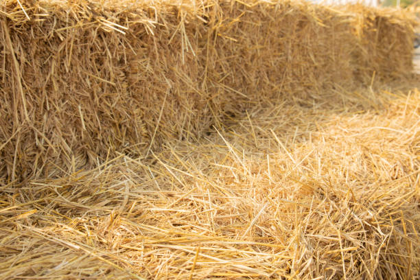 istock Close up and selective focus shot with copy space of straw stack packed on dried bamboo floor which is decorated in rural farming area. It is beautiful background for agricultural concept in summer. 1302190578