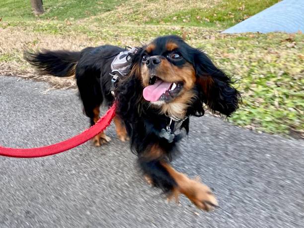 istock Happy Cavalier King Charles Spaniel on a walk 1302191153