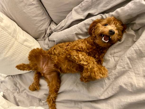 istock Happy Goldendoodle lying in a bed 1302191326