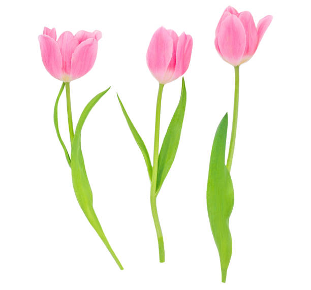 istock Spring flowers. Pink tulips isolated on white background.  Various tulips