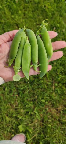 istock Ripe green pea pods. 1302193906