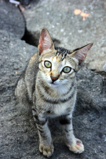 istock Cute and adorable Cat gaze 1302196601