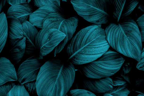 istock Tropical green foliage leaf on dark 1302198260
