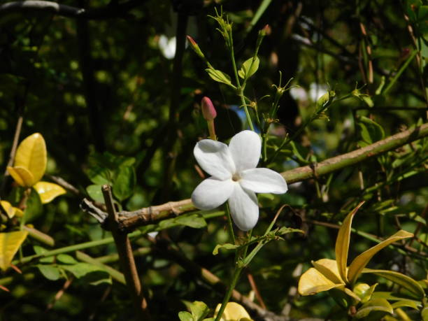 jasmine Jasmine, or Jasminum officinale white flower jasminum officinale stock pictures, royalty-free photos & images