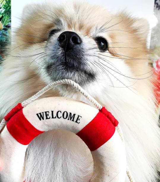 istock a Pomeranian with a lifebuoy sits on a table. 1302199307
