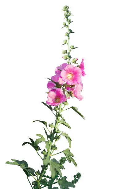 Beautiful isolated hollyhock flower is growing in a garden. Pink flower of hollyhock on blur background.