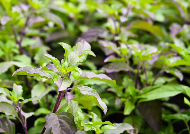 Fresh red holy basil or Ocimum sanctum vegetable plant. Herbal plant in garden