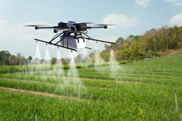 istock Drone spraying pesticide on wheat field. 1302200892