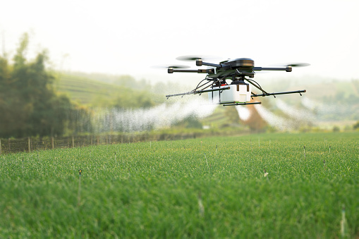 Pesticida de fumigación con drones en el campo de trigo. photo