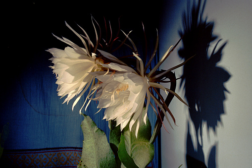 Night Bloomig hybrid epi cactus Epiphylum oxypetalum - also called Brhama kamal in India - flowers