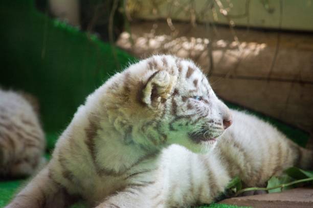 istock So cute baby white tiger 1302204616