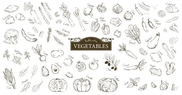 Vector illustration of Hand drawn sketch illustration of vegetables.