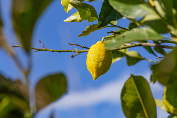istock The green lemon on the tree in garden. 1302209455
