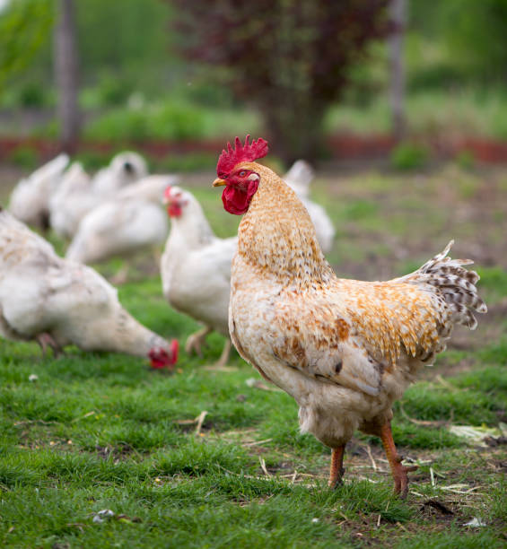 istock Rooster and Chickens. Free Range Cock and Hens 1302210475