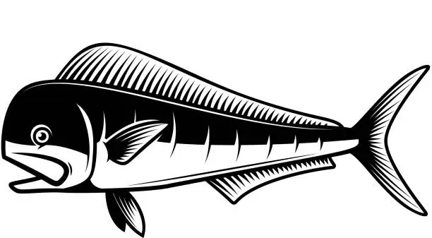 Vector illustration of Illustration of mahi mahi fish. Design element for poster card, emblem, sign. Vector illustration