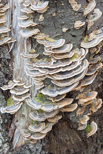 Layers of turkey tail mushrooms on a dead tree trunk