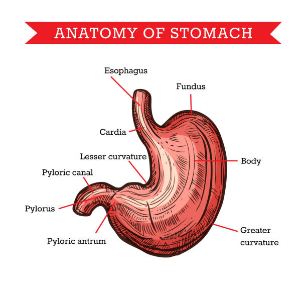 istock Human stomach anatomy, vector sketch medicine aid 1302213892