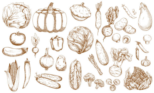 Farm vegetable, greenery and veggies sketches set Farm vegetable, greenery and veggies sketches set. Cabbage, tomato and eggplant, corn, cucumber and onion, pumpkin, cauliflower and beetroot, asparagus, broccoli and brussels sprout, mushrooms vector engraving food onion engraved image stock illustrations