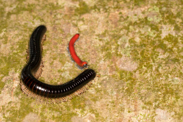 istock Meeting of two millipedes 1302214199