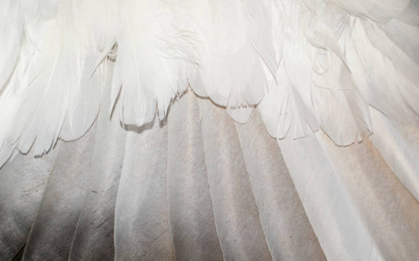 istock white and brown pigeon feathers. background or texture 1302214245
