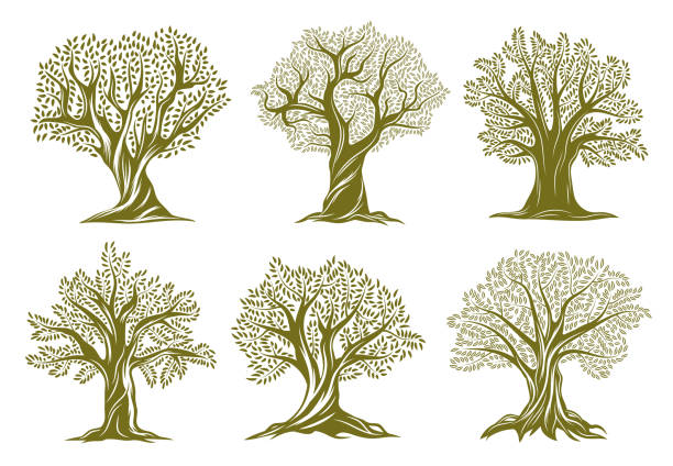 오래된 올리브, 버드 나무 또는 오크 나무 는 아이콘을 새겨 - tree root environment symbol stock illustrations