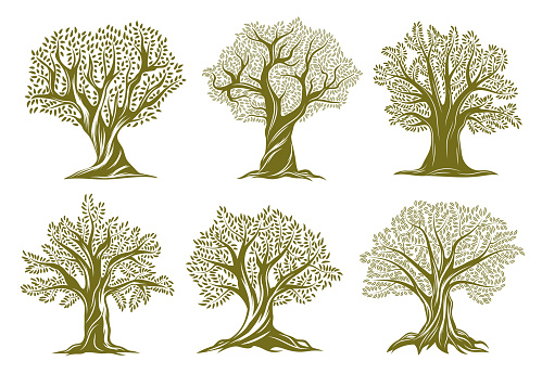Old olive, willow or oak trees engraved icons. Trees with twisted trunk and branches, big crown, green foliage and exposed roots vector set. Garden, farm orchard or forest ancient plant silhouette