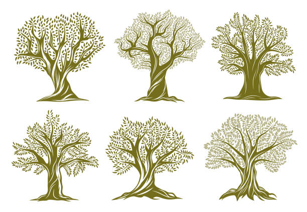 Old olive, willow or oak trees engraved icons Old olive, willow or oak trees engraved icons. Trees with twisted trunk and branches, big crown, green foliage and exposed roots vector set. Garden, farm orchard or forest ancient plant silhouette oak tree stock illustrations
