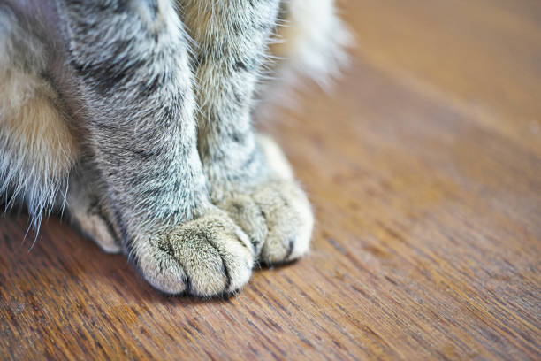 Stray cat paw with blurry multi colors background.