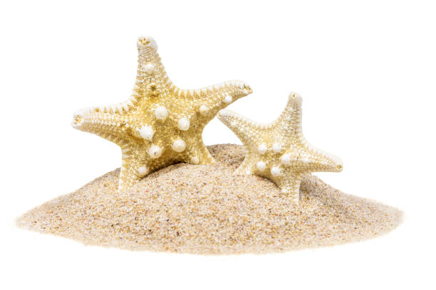 istock Two star fish on hipped sand, isoalated 1302218417