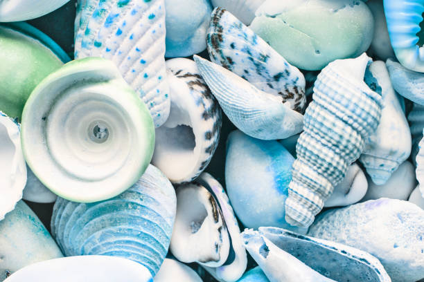 istock Light blue background of mix seashells, close up, top view 1302218422