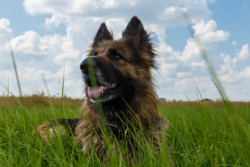 German shepherd dog. The dog lies in the green grass in the meadow. Close-up of a dog's head.