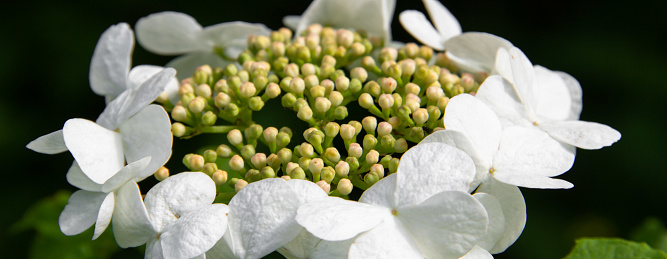 Blooming white flowers viburnum close up, flowers on a background of green leaves. Deciduous woody plant, used in folk and scientific medicine.