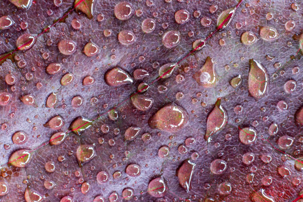 istock Bright red natural leaf texture with water drops. Maple leaf close-up. 1302220505