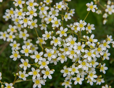 Small white flowers with a yellow center. White  Saxifraga  is a perennial herbaceous  plant for Alpine slides.  Spring flowers. Top view. Selective focus.