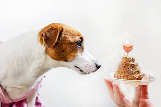 istock profile jack russell terrier celebrating his birthday on a light background, horizontal 1302222027